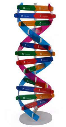 DNA Learning Models